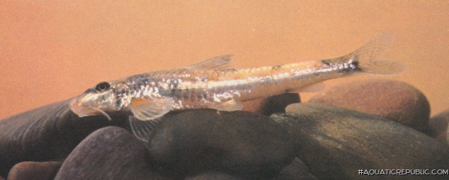 Platysmacheilus longibarbatus