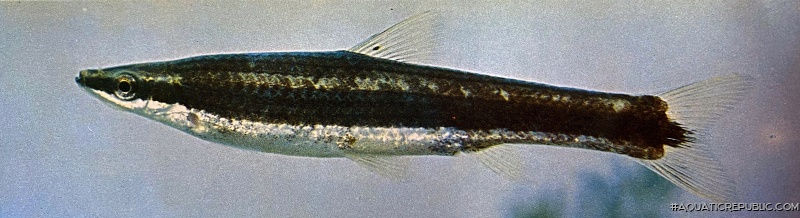 Pseudorasbora elongata