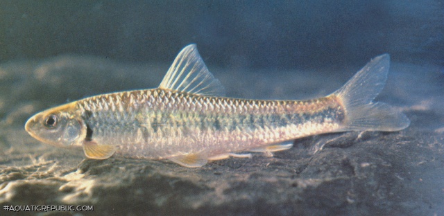 Sarcocheilichthys kiangsiensis