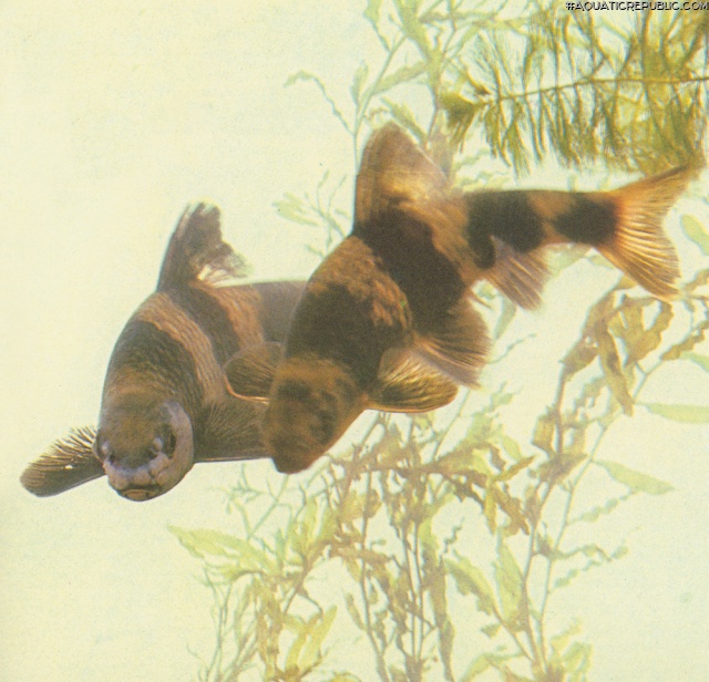 Sarcocheilichthys sinensis