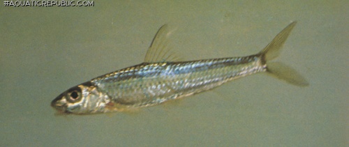 Squalidus argentatus