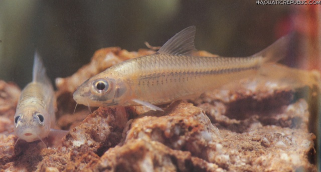 Squalidus atromaculatus