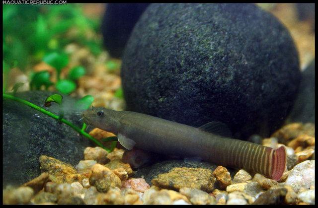 Aborichthys elongatus