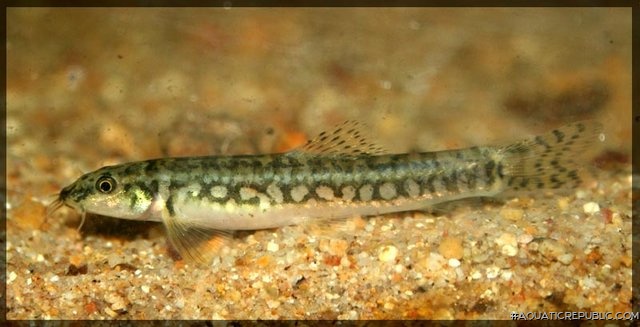 Mesonoemacheilus herrei
