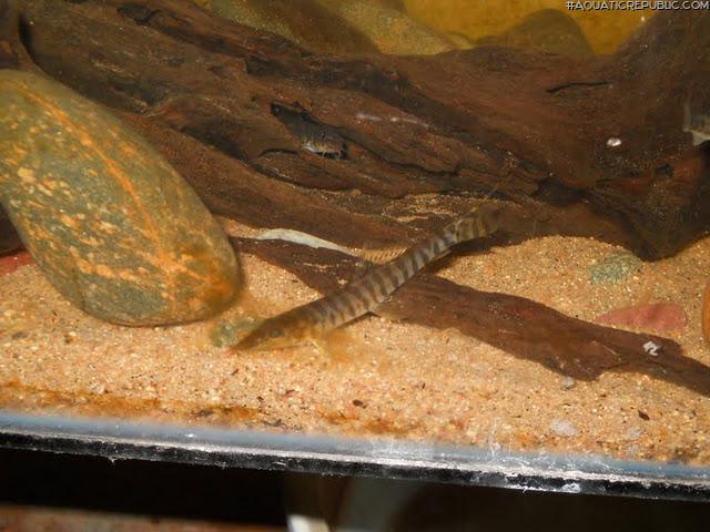 Nemachilichthys ruppelli
