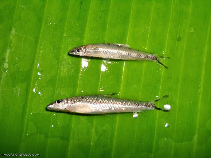 Psilorhynchus nudithoracicus