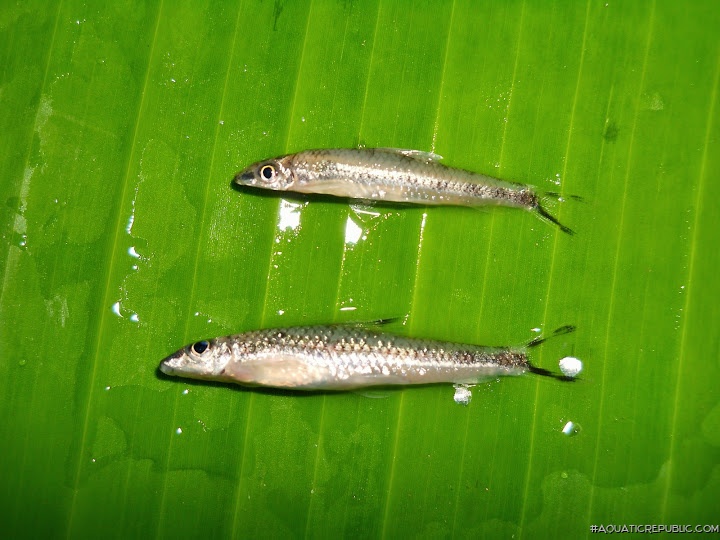 Psilorhynchus nudithoracicus