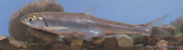 Anabarilius liui