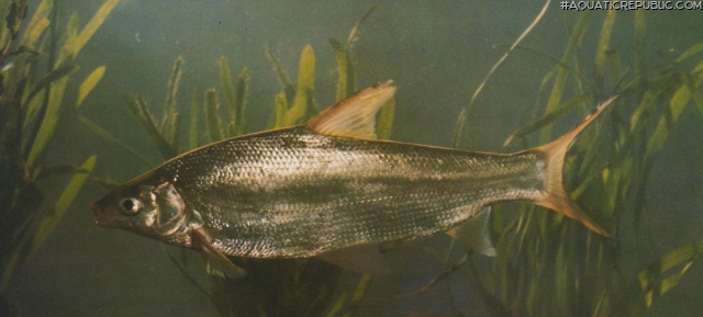 Plagiognathops microlepis