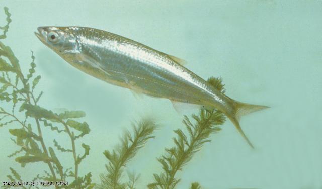Pseudolaubuca sinensis