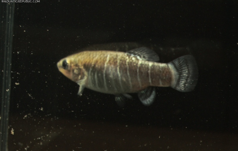 Anatolichthys danfordii