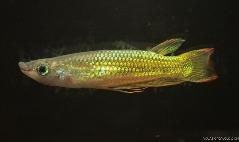 Aplocheilus lineatus