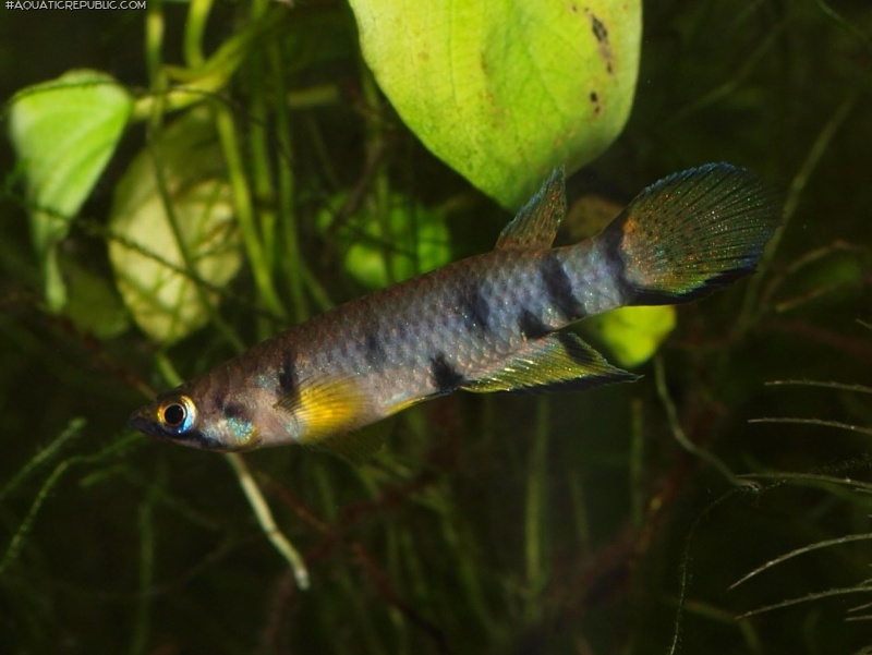 Epiplatys dageti