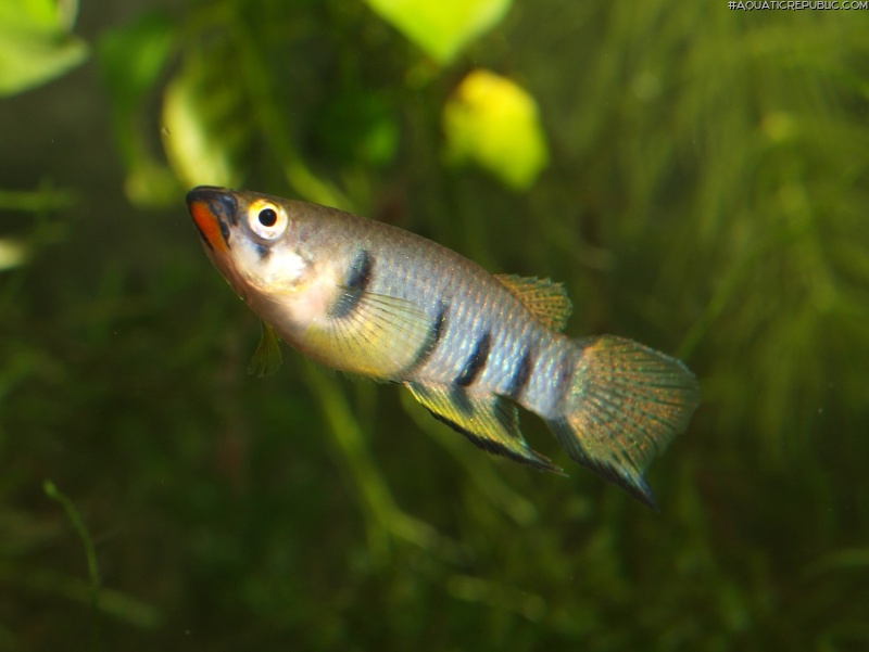 Epiplatys dageti