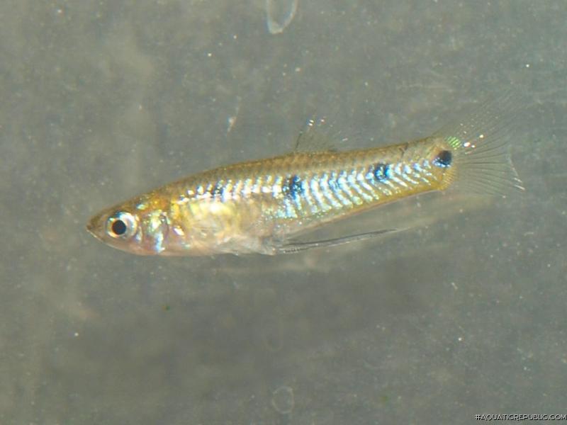 Poeciliopsis gracilis