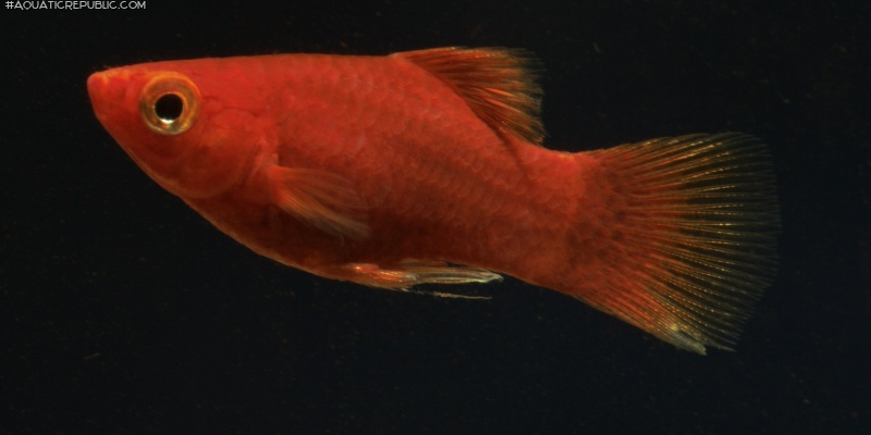 Xiphophorus maculatus