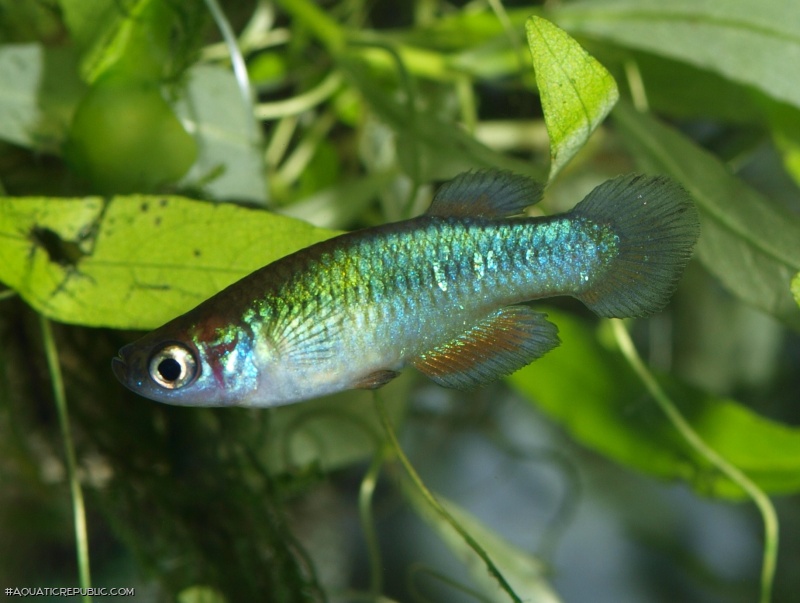 Lacustricola bukobanus