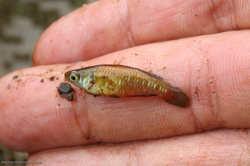 Lacustricola maculatus