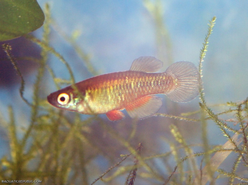 Lacustricola maculatus