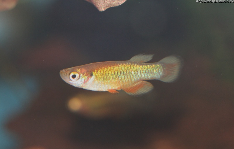 Lacustricola maculatus