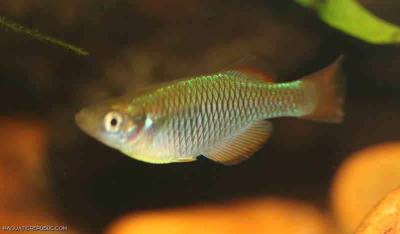 Platypanchax modestus