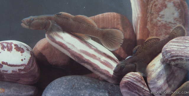 Rhinogobius cliffordpopei