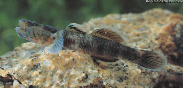 Rhinogobius duospilus