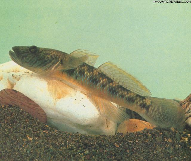 Rhinogobius similis