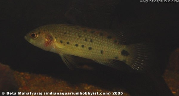 Badis assamensis