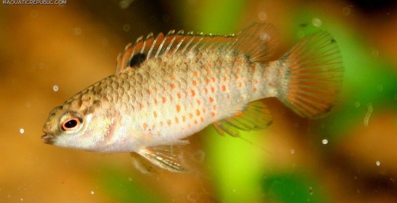 Badis singenensis