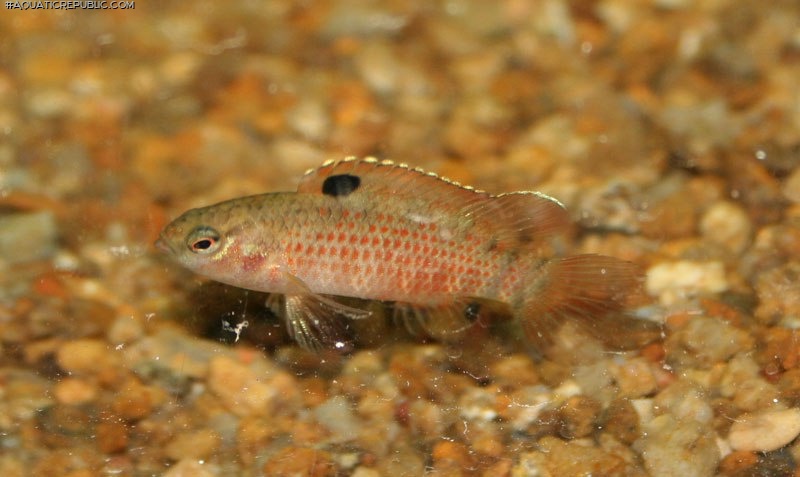 Badis singenensis