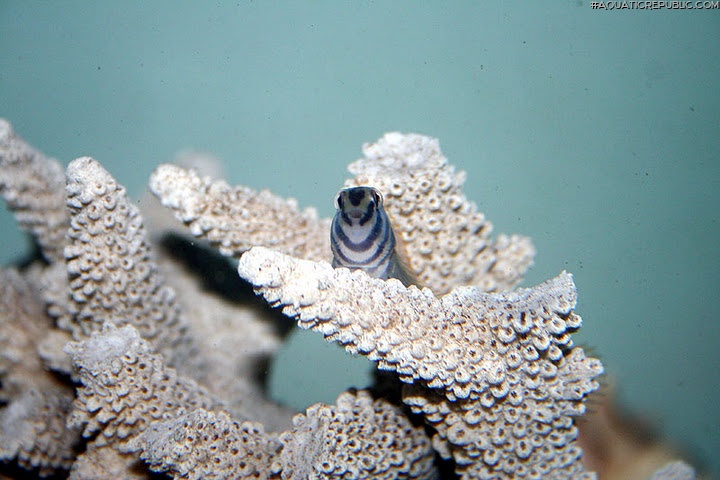 Omobranchus zebra