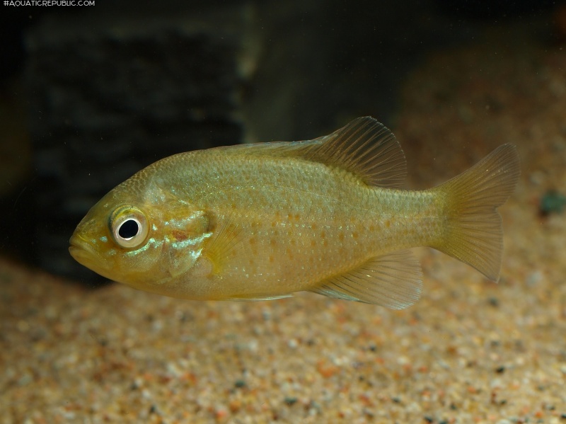 Lepomis auritus