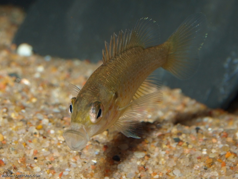 Lepomis auritus