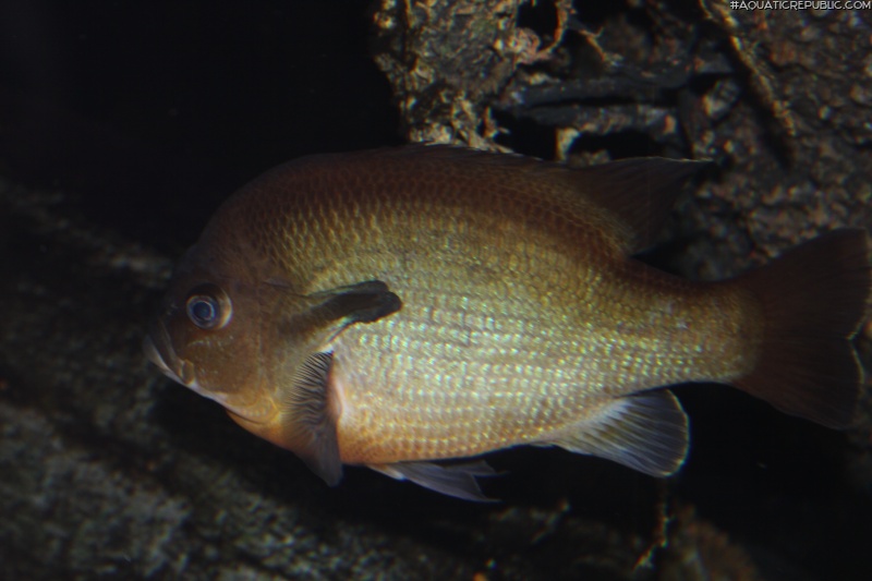 Lepomis auritus