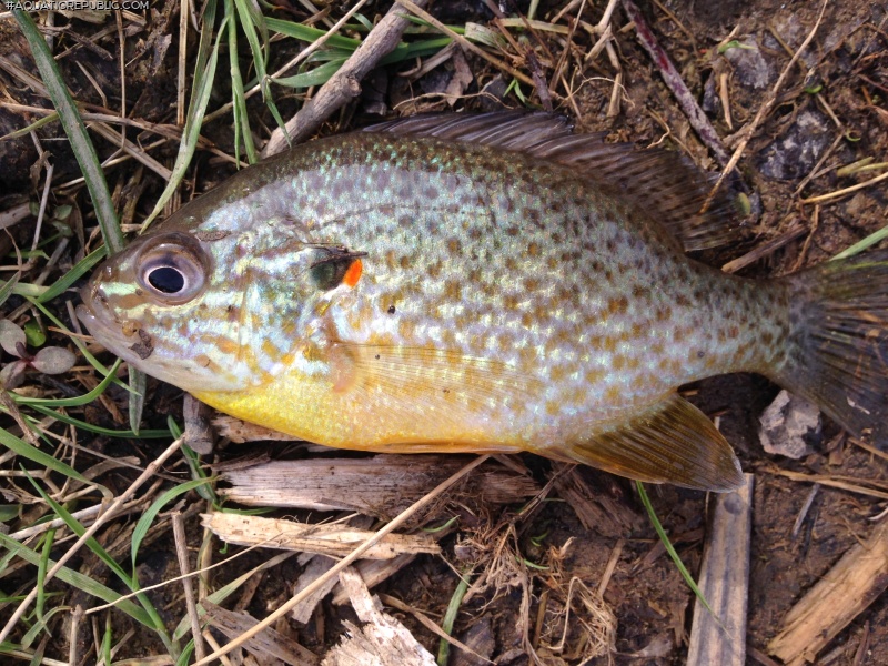 Lepomis gibbosus