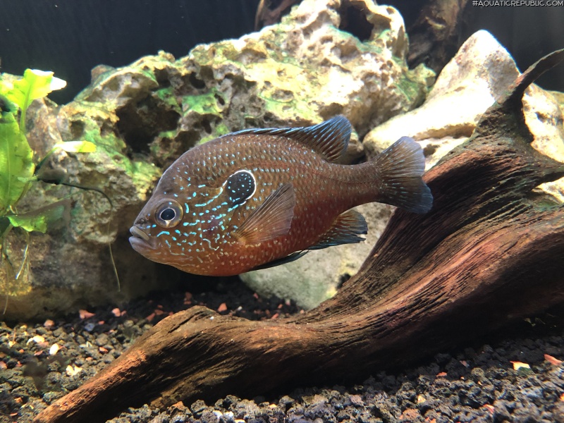 Lepomis marginatus