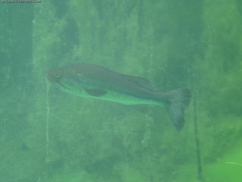 Micropterus salmoides