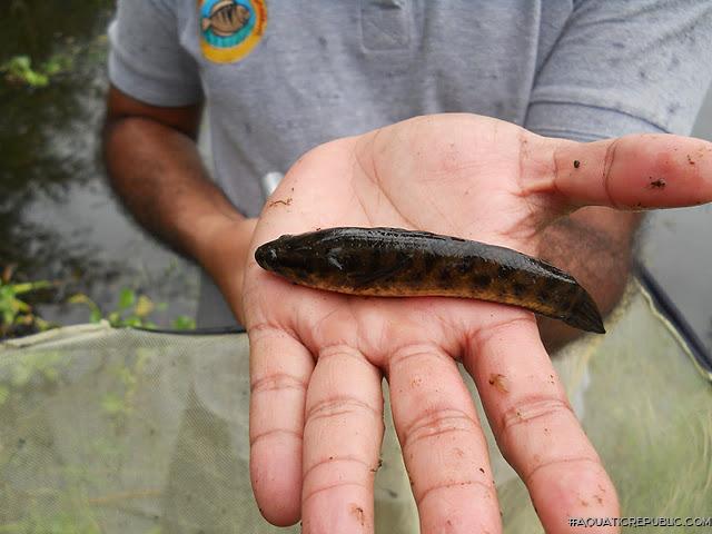 Channa punctata