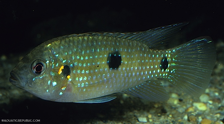 Anomalochromis thomasi