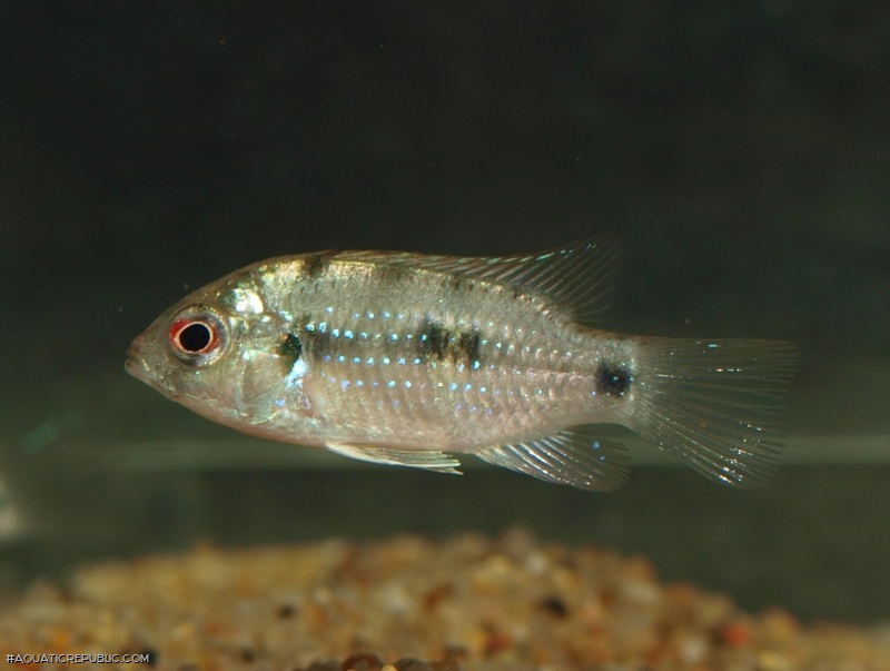 Anomalochromis thomasi