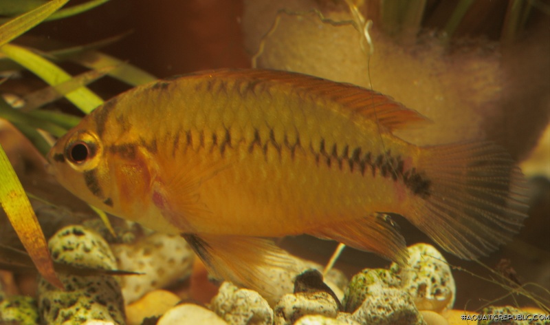 Apistogramma borellii