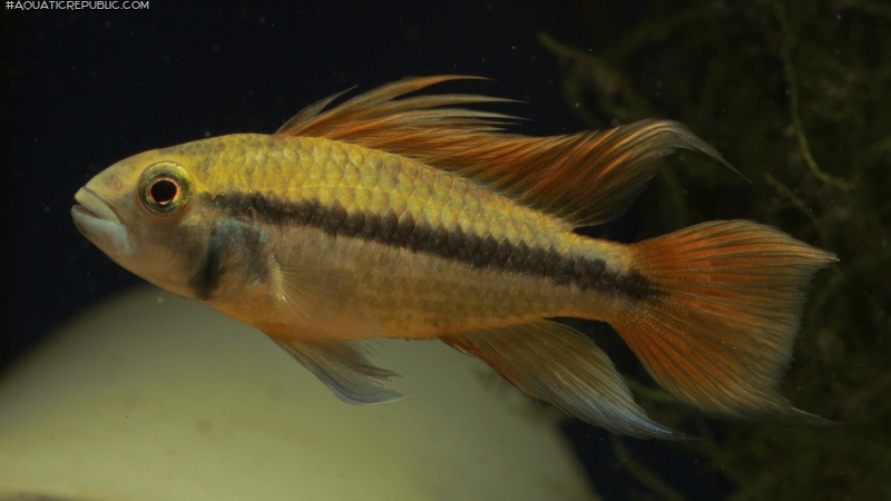 Apistogramma cacatuoides