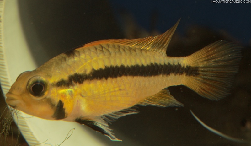 Apistogramma cacatuoides