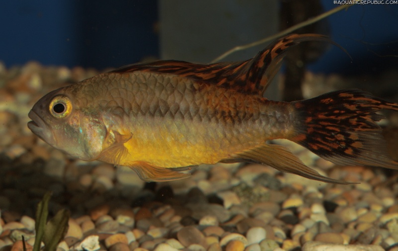 Apistogramma cacatuoides