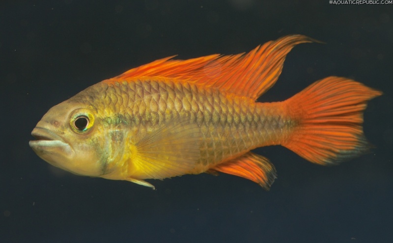 Apistogramma cacatuoides