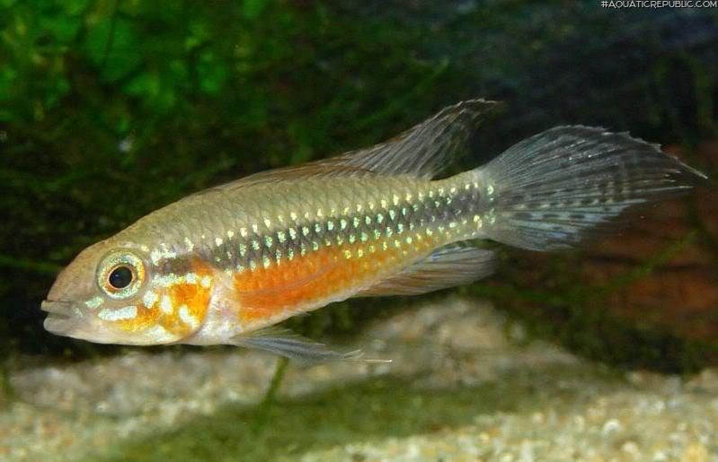 Apistogramma elizabethae