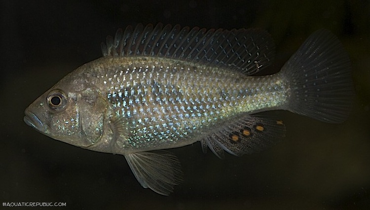 Astatotilapia desfontainii