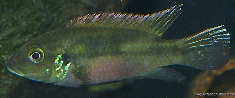 Benitochromis conjunctus