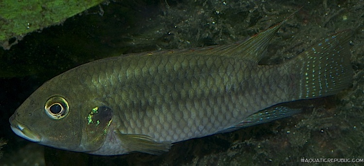 Benitochromis conjunctus